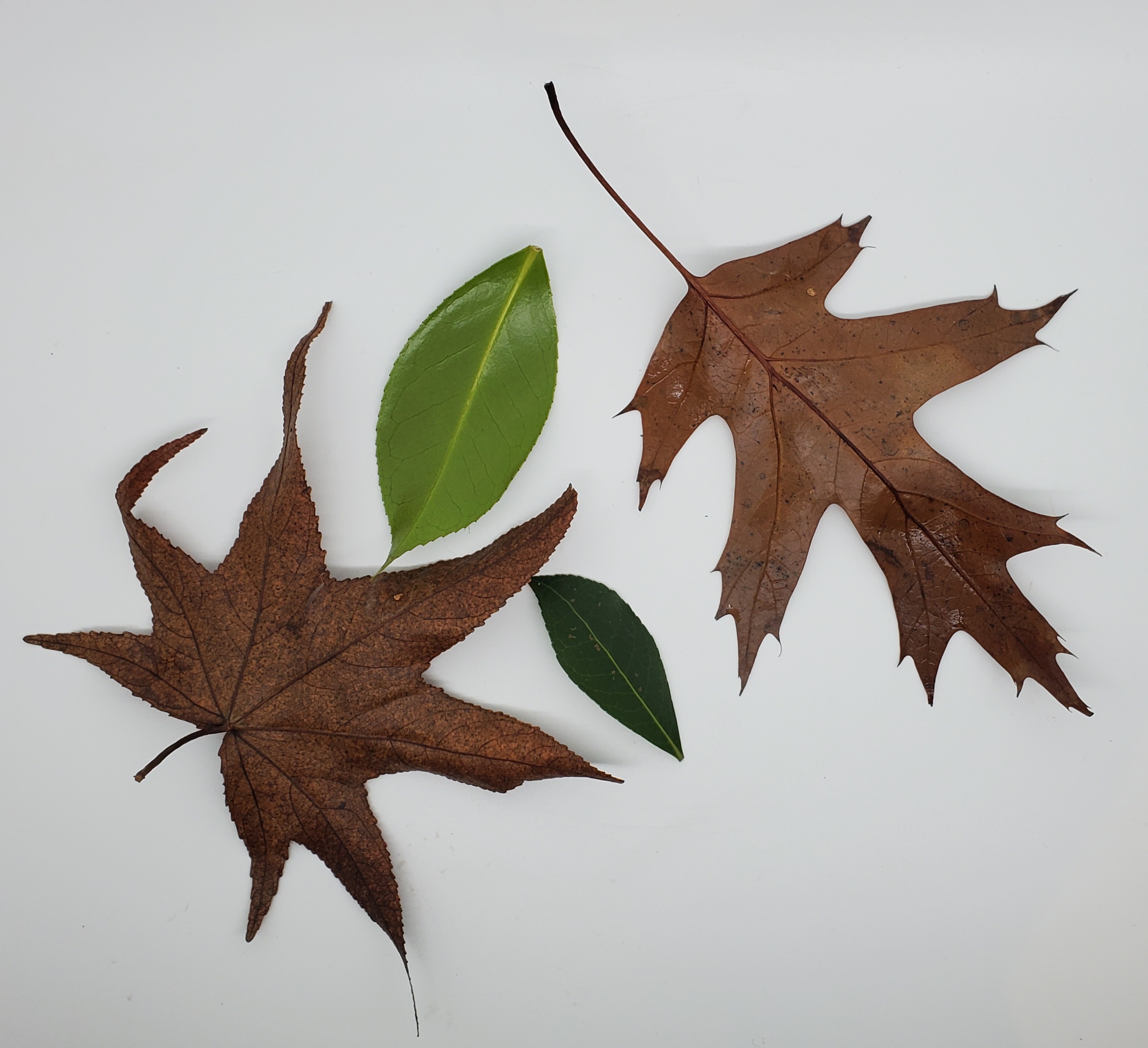 four different shaped leaves: maple, pin oak, and other
