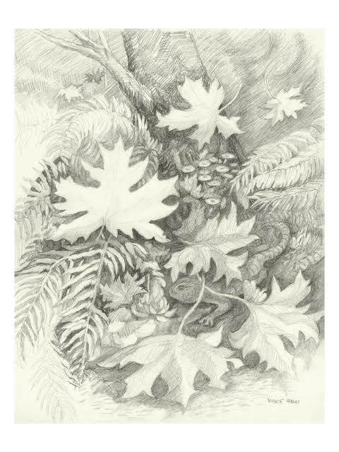 Drawing of maple leaves and newt by Vince Zettler