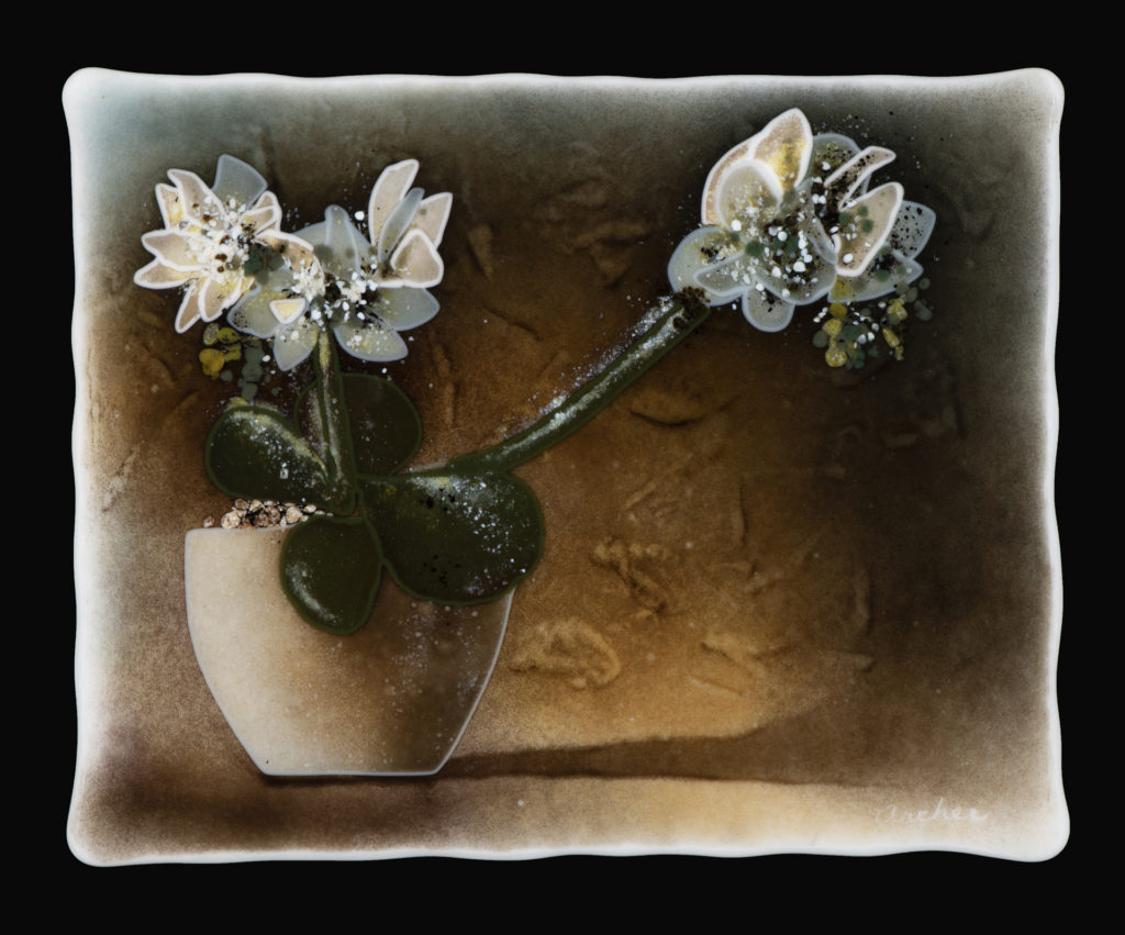 Image of flowers in a pot, entitled Still Life Orchid. 